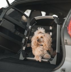 TransportÃ­n de coche para perros Thule Allax M
